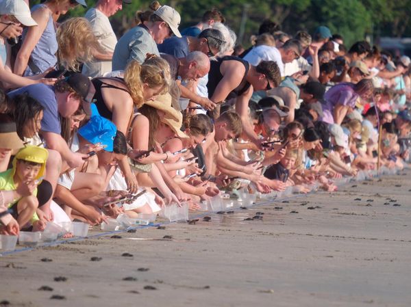 Pelepasliaran Tukik Penyu Lekang Warnai Wisata Konservasi di Pantai Kuta