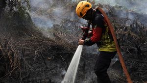 Potret Upaya Pemadaman Kebakaran Lahan Gambut di Kubu Raya