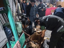 Kasus Perdagangan Satwa di Papua Berhasil Digagalkan, 7 Burung Langka Disita
