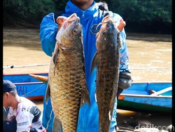 Mencicipi Kuliner Mewah Ikan Dewa di Tepi Sungai Bahau