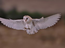 Mengenal Burung Dares yang Suara dan Kemunculannya Menandakan Kematian
