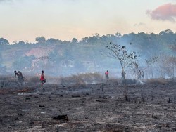 Karhutla di Sorong Padam Usai 8 Hari, 24 Ha Lahan Hangus-Tiang Listrik Rusak