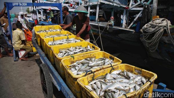 KKP Proyeksikan Konsumsi Ikan Nasional Naik 15 Persen pada 2026
