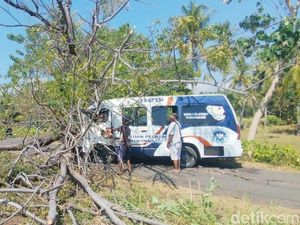 Pohon Reo Tumbang Timpa Mobil MBG dan Motor di Sikka, 1 Warga Terluka
