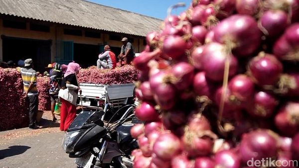 Jelang Panen Raya Harga Bawang Merah di Probolinggo Terus Turun