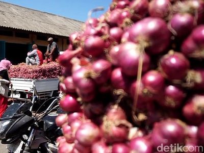Jelang Panen Raya Harga Bawang Merah di Probolinggo Terus Turun