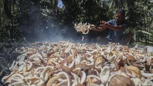 Petani Pulau Meti Andalkan Kopra sebagai Penopang Ekonomi Keluarga