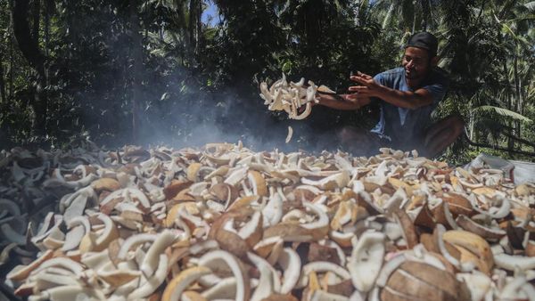 Petani Pulau Meti Andalkan Kopra sebagai Penopang Ekonomi Keluarga