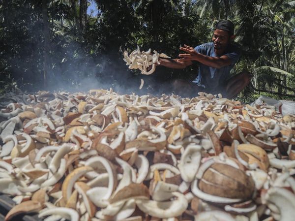 Petani Pulau Meti Andalkan Kopra sebagai Penopang Ekonomi Keluarga