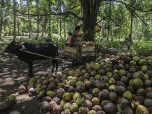 BI Sumsel Dorong Hilirisasi demi Tingkatkan Harga Kelapa di Tingkat Petani