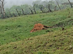 Update: 77 Sapi Mati Diduga Hipotermia akibat Cuaca Ekstrem di TTS