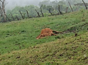 Update: 77 Sapi Mati Diduga Hipotermia akibat Cuaca Ekstrem di TTS