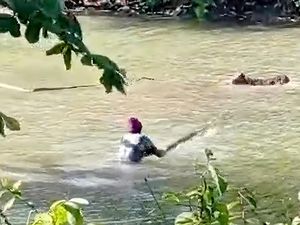 Teror Buaya Ganas Hantui Situ Habibie di Sukabumi