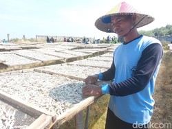 Rajungan Jadi Primadona, Ekonomi Laut Cirebon Tembus Rp 1,22 T