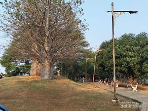 Taman Baobab, Destinasi Gratis di Jakarta Timur, sedang Jadi Favorit Wisatawan
