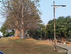 Taman Baobab, Destinasi Gratis di Jakarta Timur, sedang Jadi Favorit Wisatawan