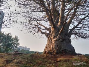 5 Fakta Pohon Baobab, Tanaman Asli Afrika yang Tumbuh di Taman Ria Rio Jakarta