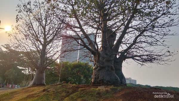 Taman Waduk Ria Rio di Jakarta Ini Serasa Nyantai di Afrika