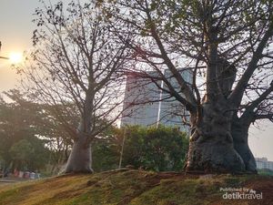 Taman Waduk Ria Rio di Jakarta Ini Serasa Nyantai di Afrika