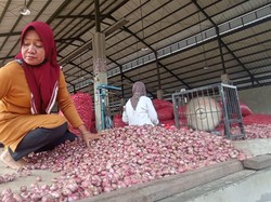 Harga Bawang Merah di Nganjuk Anjlok Jelang Panen Raya
