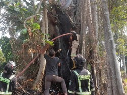 Respons Cepat Laporan Kobra Raksasa Ternyata Hanya Ulah Oknum DC