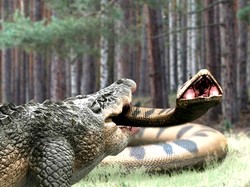Sinopsis Film Lake Placid vs Anaconda Bioskop Trans TV, Duel Buaya dan Ular
