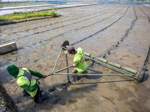 Inovasi Tanam Padi Modern, Produksi Ditargetkan Capai 10 Ton/ Hektare