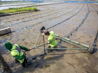 Inovasi Tanam Padi Modern, Produksi Ditargetkan Capai 10 Ton/ Hektare