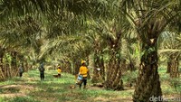 Sumsel Masuk Daerah Prioritas Ekstensifikasi Sawit Nasional