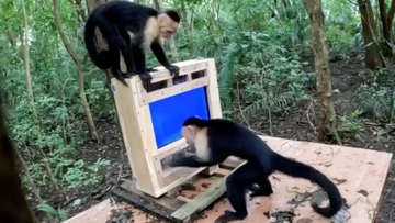 Monyet Pun Kini Pakai AI Untuk Uji Kecerdasan