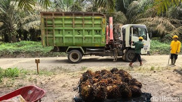 Menjawab Tantangan Industri Sawit Berkelanjutan Lewat Ramuan Bibit Super
