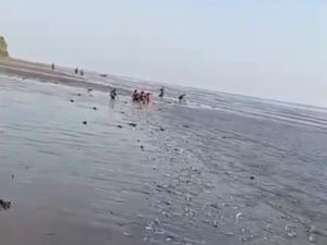 Heboh Ribuan Ikan Tembang Terdampar di Pantai Kolaka Dipicu Suhu Laut