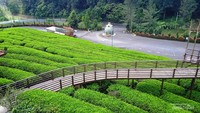 Liburan Keluarga ke Subang? Ada Kebun Teh dan Banyak Spot Foto Estetik