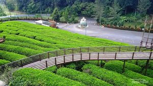Liburan Keluarga ke Subang? Ada Kebun Teh dan Banyak Spot Foto Estetik