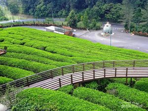 Liburan Keluarga ke Subang? Ada Kebun Teh dan Banyak Spot Foto Estetik