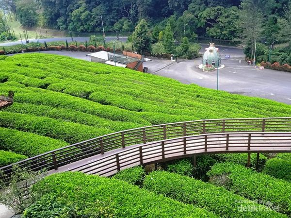 Liburan Keluarga ke Subang? Ada Kebun Teh dan Banyak Spot Foto Estetik