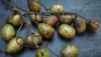 7 Khasiat Buah Matoa, Ampuh Tingkatkan Imun Tubuh