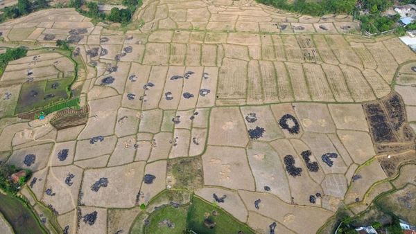 Kemarau Ancam Ribuan Hektare Sawah di Bekasi, Kekeringan Berpotensi Meluas