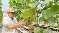 Serunya Petik Melon Hidroponik Langsung dari Pohon di Lumajang