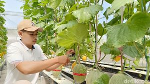 Serunya Petik Melon Hidroponik Langsung dari Pohon di Lumajang