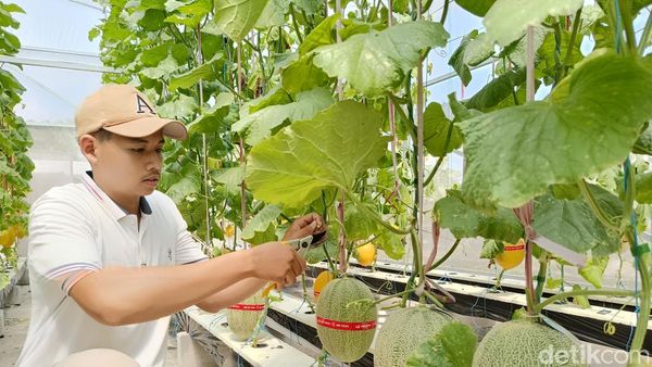 Serunya Petik Melon Hidroponik Langsung dari Pohon di Lumajang