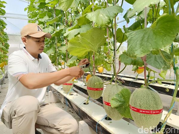 Serunya Petik Melon Hidroponik Langsung dari Pohon di Lumajang