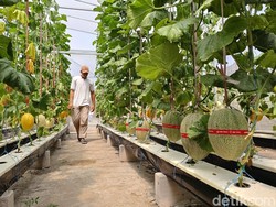 Wisata Petik Melon Hidroponik di Lumajang, Panen Langsung Rp25 Ribu/Kg