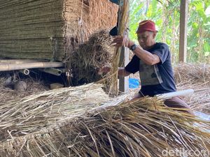 Disengat Kalajengking demi Rp 45 Ribu Sehari, Kisah Perajin Atap Alang-alang Bali