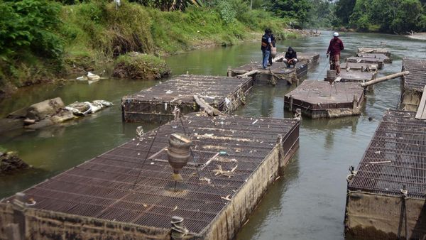 Pemulihan Keramba Pascabencana Padang Dikebut, Budi Daya Ikan Mulai Bangkit