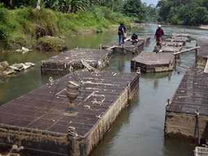 Pemulihan Keramba Pascabencana Padang Dikebut, Budi Daya Ikan Mulai Bangkit