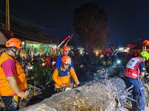 Pohon Mahoni 25 Meter Tumbang Timpa Pengendara di Malang, 9 Orang Luka