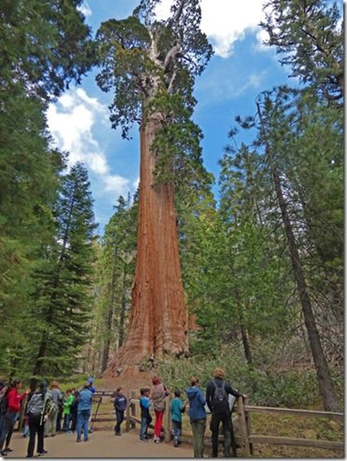 General Grant Tree pohon setinggi 82 meter.