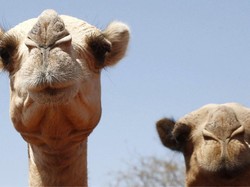 Ngerinya Panas Ekstrem di Afrika, Bahkan Unta Menderita