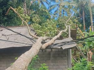 Pohon Tumbang Timpa Kabel PLN dan Rumah Warga Karangasem